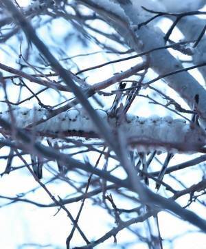 ただの枝かと思いきや？　写真に「満員御礼です」「混ざって眠りたい」