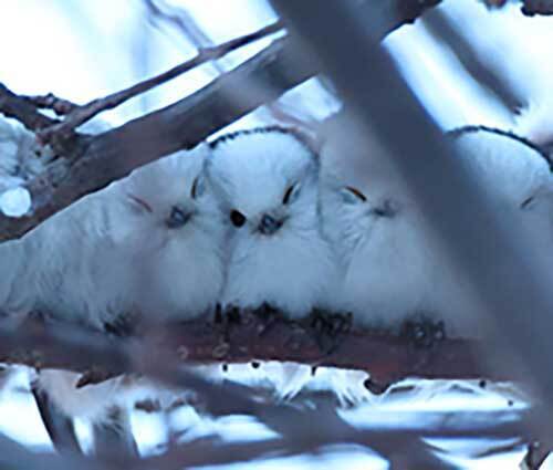 ただの枝かと思いきや？　写真に「満員御礼です」「混ざって眠りたい」