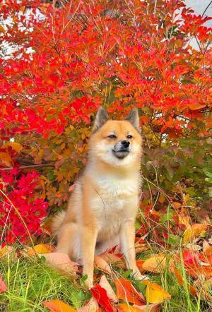飼い主「イヌべ秋」　紅葉をバックに佇む犬が…「声出して笑った」