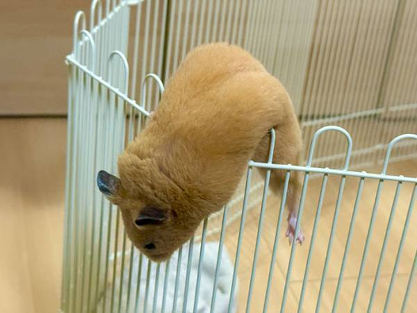 「どうしてそうなった？」　脱走に失敗したハムスターの姿とは？