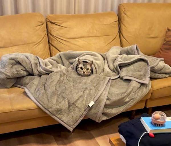 飼い主「帰ったら猫が…」　とらえた１枚に「占領してる」「たまらない」