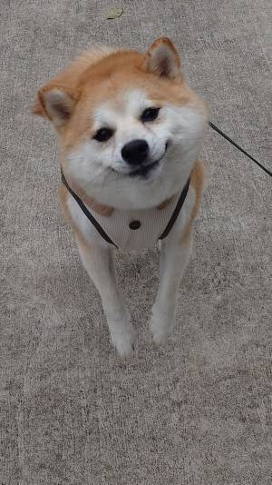 喜びが隠しきれない柴犬　その表情に「かわいい」「嬉しさが伝わる」