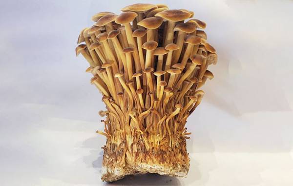 白と茶色は何が違うの？　エノキタケ農家の回答に、目からウロコ