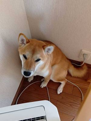 自宅で消えた柴犬　名前を呼ぶと『予想外』の場所から現れて…