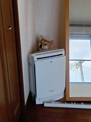 柴犬の写真