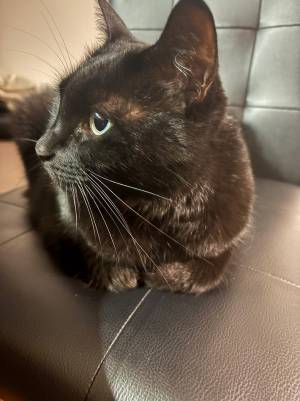 同じ猫とは思えない２枚の写真　ギャップのある姿に「めっちゃ怖い」「もはや別猫」