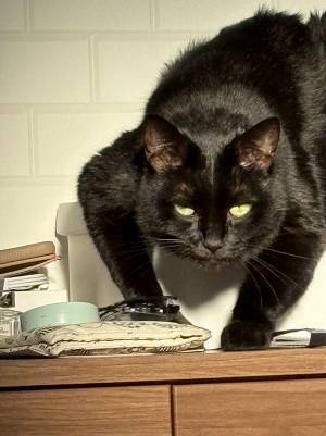 同じ猫とは思えない２枚の写真　ギャップのある姿に「めっちゃ怖い」「もはや別猫」