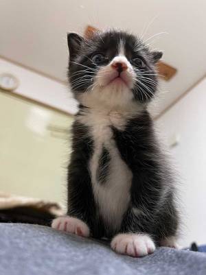 保護した子猫、よく見ると…？　写真に「なんてオシャレなの」「それにしか見えない」