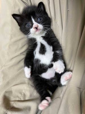 保護した子猫、よく見ると…？　写真に「なんてオシャレなの」「それにしか見えない」