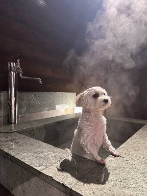 温泉に入った犬　飼い主が写真を撮ると？「俺じゃん」「オーラが半端ない」