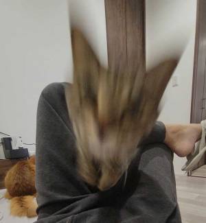 脚の間から…　４枚に「飼い主どうなった」「爆笑」