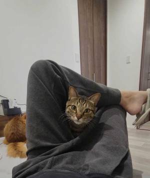 脚の間から…　４枚に「飼い主どうなった」「爆笑」