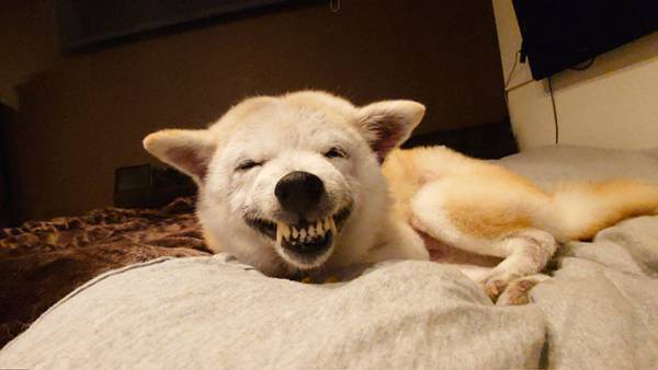 「夫に見せたら、麺吹いた」　大好物を食べた後、柴犬の表情が？