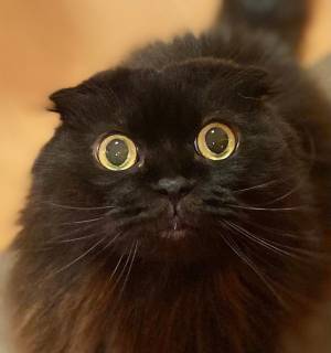 飼い主「つらい…」　ツナ缶を開けた時の、愛猫の表情が…？