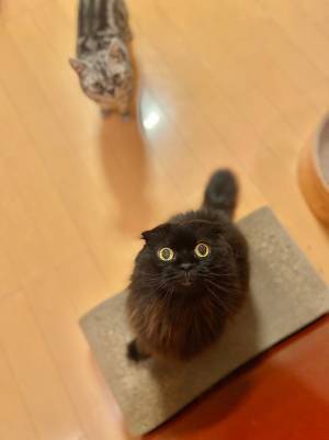 飼い主「つらい…」　ツナ缶を開けた時の、愛猫の表情が…？