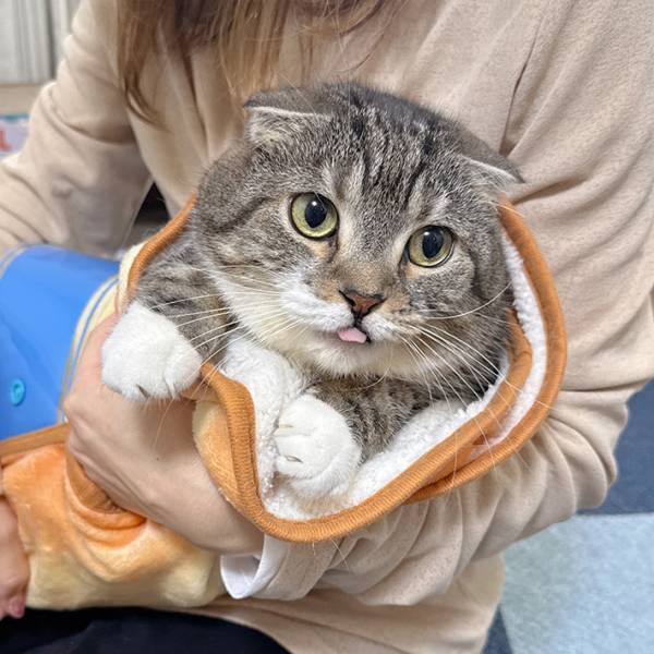 「あざとすぎないか」「困ります！」　猫をブランケットで包むと？