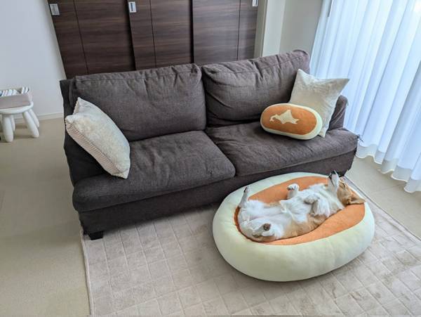 「うちに赤ちゃんいたっけ？」　クッションの上で…「脳がバグる」「お見事」