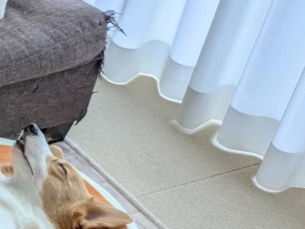 「うちに赤ちゃんいたっけ？」　クッションの上で…「脳がバグる」「お見事」