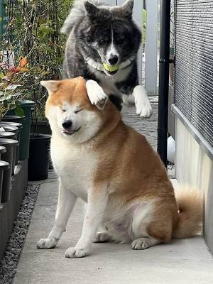 「今朝の衝突事故です」　決定的な瞬間に「ごめん笑った」「お巡りさーん！」