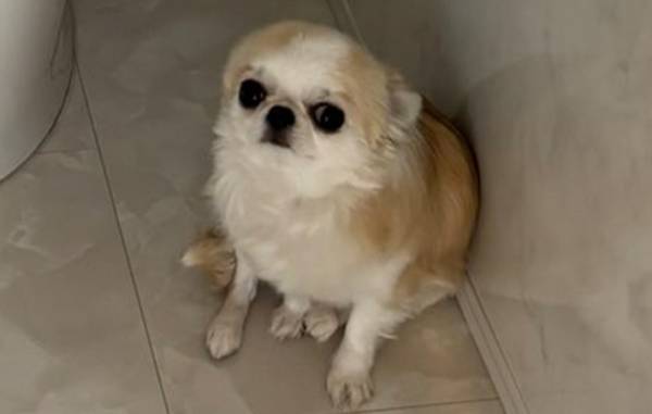 飼い主「そこじゃない」　こちらに何かを訴える犬、座っていた場所が？