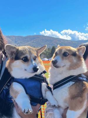 「なんて顔してるんだ…」「目力が強い」　コーギーの『にらめっこ』が、かわいすぎると話題に