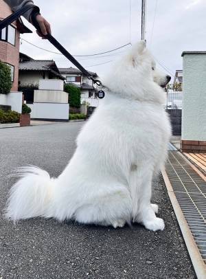 散歩中『おすわり』をするサモエド　その姿勢に「私も体幹鍛えなきゃ」「神々しい」