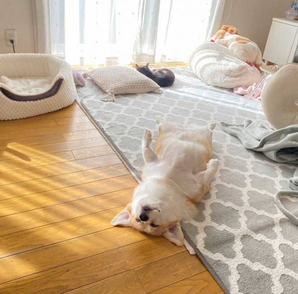 飼い主「爆睡しすぎだろ」　無防備すぎる姿に「笑った」「実家の父みたい」