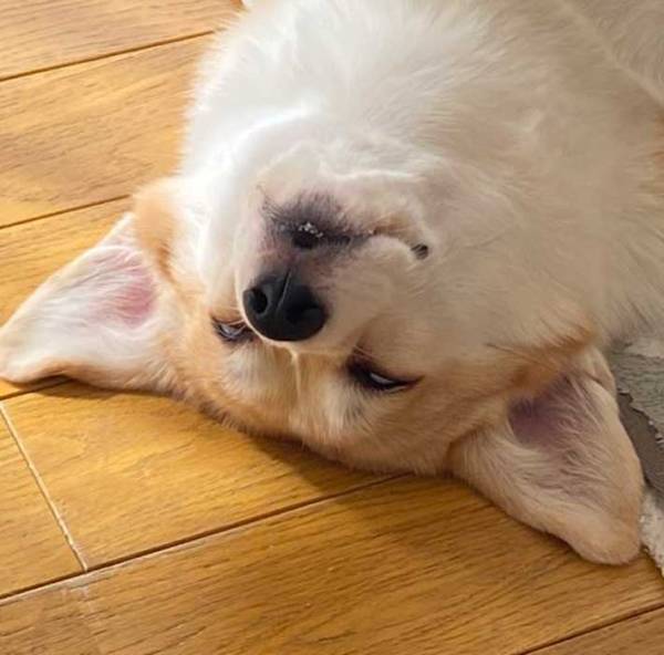 飼い主「爆睡しすぎだろ」　無防備すぎる姿に「笑った」「実家の父みたい」