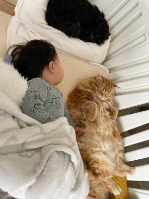 「完全に自分も人間だと思ってる」　ベッドにいる猫が、毛布を掛けられると…