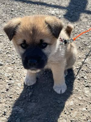 『まめ』という名の子犬、３年が経つと…「哀愁がたまらない」「最高の名前」