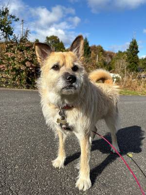 『まめ』という名の子犬、３年が経つと…「哀愁がたまらない」「最高の名前」