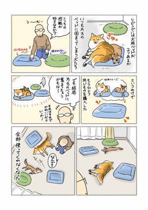 犬用ベッドを購入したら？　むなしい結末に「笑った」「犬あるあるすぎる」