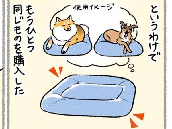 犬用ベッドを購入したら？　むなしい結末に「笑った」「犬あるあるすぎる」