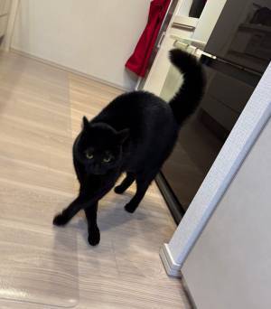 新たに編み出した『やんのかステップ』　黒猫の姿に「強い技を繰り出す直前みたい」