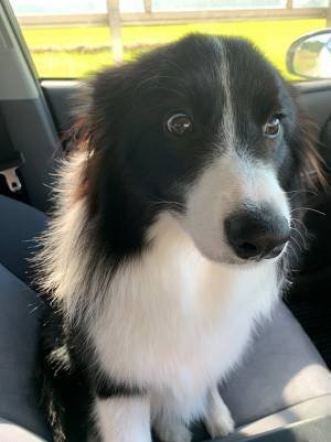 愛犬に「病院行くよ」と伝えたら…　見せた表情に「ショックが隠せない」