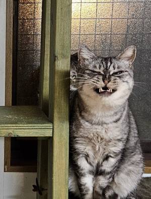 愛猫のかわいい表情を撮るつもりが？　偶然撮れた１枚に「二度と撮れない表情」