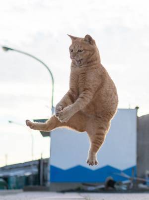 バレーボール選手にしか見えない猫　姿に「めっちゃ笑った」「表情がいいね」