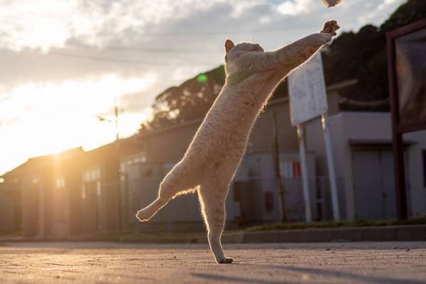 バレーボール選手にしか見えない猫　姿に「めっちゃ笑った」「表情がいいね」