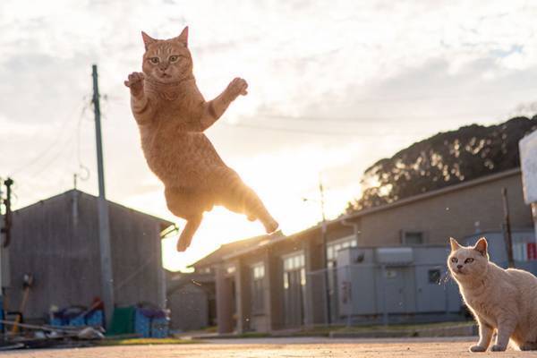 バレーボール選手にしか見えない猫　姿に「めっちゃ笑った」「表情がいいね」