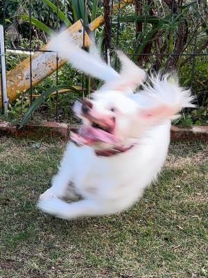 飼い主「犬の写真下手くそ選手権」　庭で遊ぶ犬に「肩震わせて笑った」「お腹痛い」