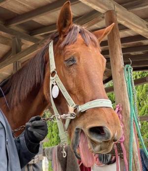 馬があくびをしたら…？　奇跡の変顔に「ハンパない脱力感」「漫画みたい！」