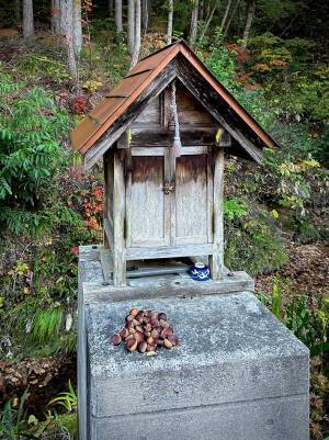 まるで『ごんぎつね』　神社の風景に「素敵な光景」「朝から泣きそう」
