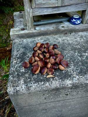 まるで『ごんぎつね』　神社の風景に「素敵な光景」「朝から泣きそう」