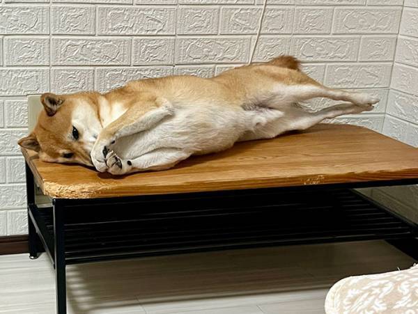 飼い主「こたつを買いました」　愛犬の『凍えそうアピール』がこちら！