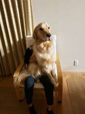 自分をトイプードルだと思っている大型犬　１枚に「笑った」「愛の重み」