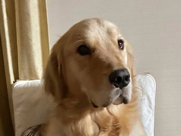 自分をトイプードルだと思っている大型犬　１枚に「笑った」「愛の重み」