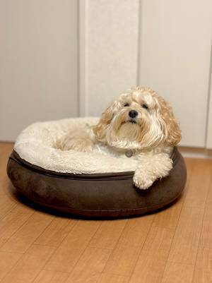 『もうすぐ４歳』の貫禄がある犬　犬用のベッドでくつろぐ姿が話題に