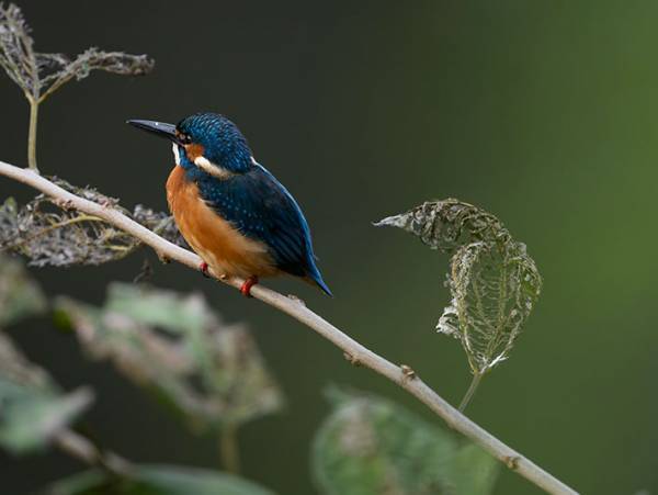 青い鳥の隣にいるのは？　正体に「ミイラ？」「二度見した」