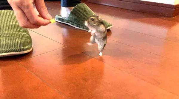 「小粋なステップを刻んでる」　生き物の写真に「笑った」「スリラー踊ってる？」