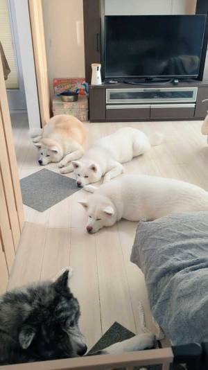 リビングの光景に「天国かな」「中毒になりそう」　並んで落ちていたのは…？